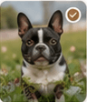 Uploaded pet photo 4